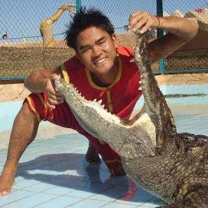 Crocodile and snake show